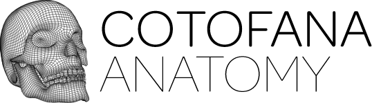 Cotofana Anatomy